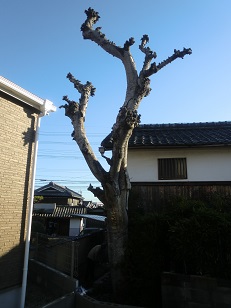 京田辺市 伐採 作業前