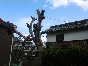 京田辺市 伐採 高所作業車
