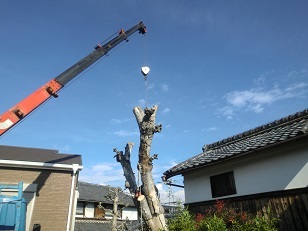 京田辺市 伐採 クレーン使用