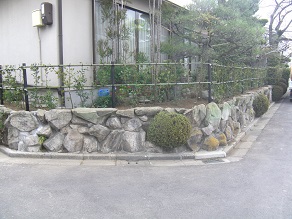 道にでっぱたカイズカイブキの植替え　ウバメガシの生垣　城陽市
