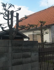 城陽市 個人邸の強剪定