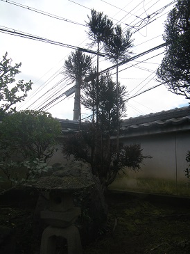 台杉（北山杉）植栽　宇治市個人邸