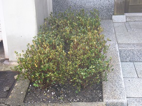 低木（ナツツツジ）植栽　綴喜郡井手町個人邸