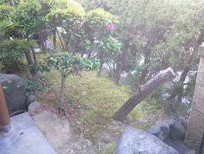 松の伐根　城陽市個人邸