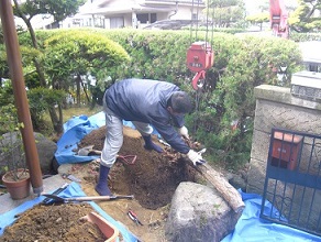 松の伐根　城陽市個人邸
