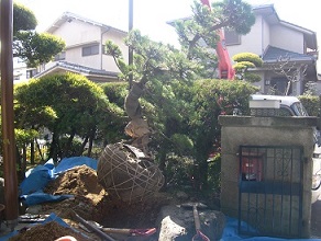 松の植栽　城陽市個人邸