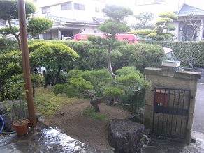 松の植栽　城陽市個人邸