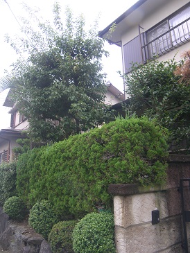 城陽市 高木、生垣剪定