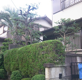 城陽市 庭木の剪定