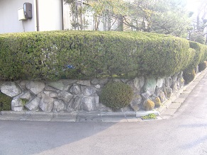 道にでっぱた生垣の植替え　城陽市